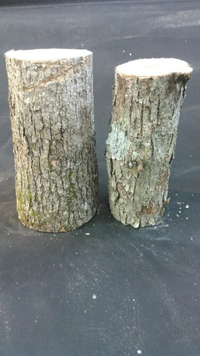 Large white oak - 2, logs